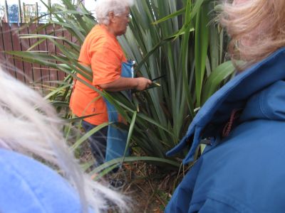 Maori Flax
