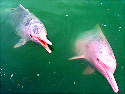 Amazonas Delfine