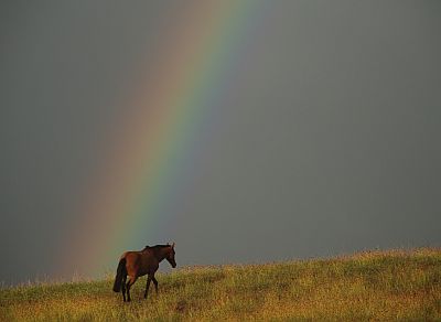 5000 horses live on the island, free to go whereever they want to